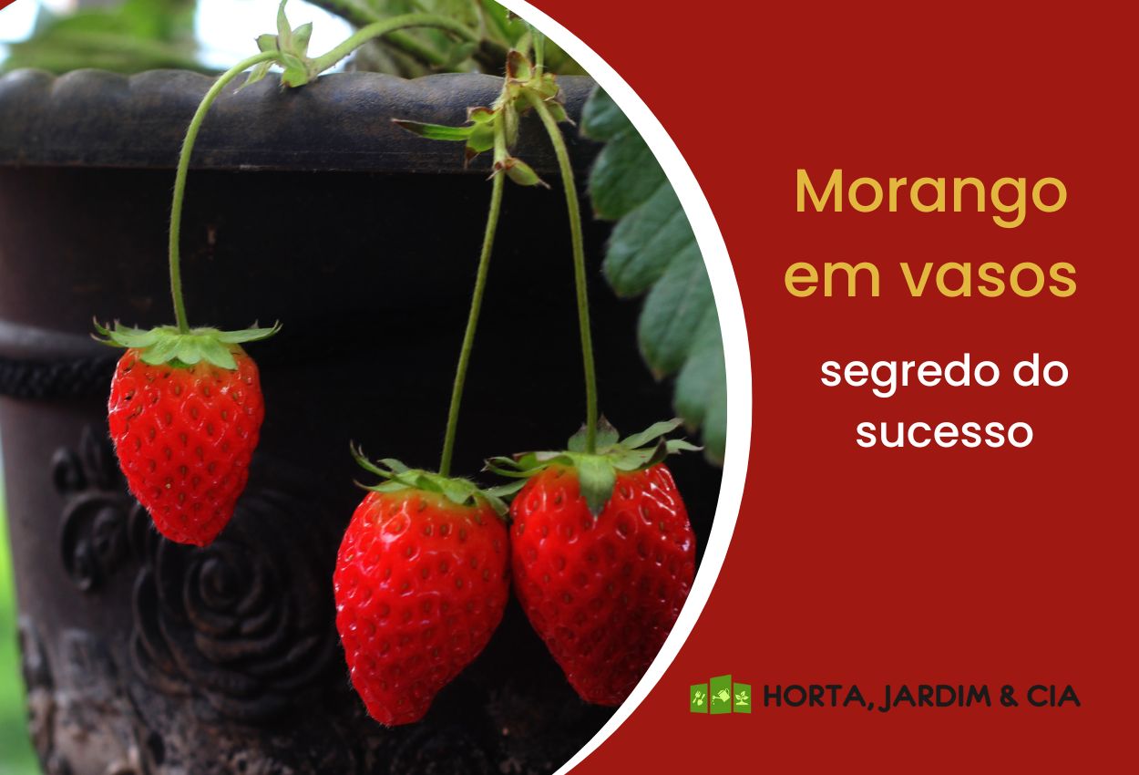 Como Cultivar Morango Em Vaso Descubra Os Segredos Para O Sucesso