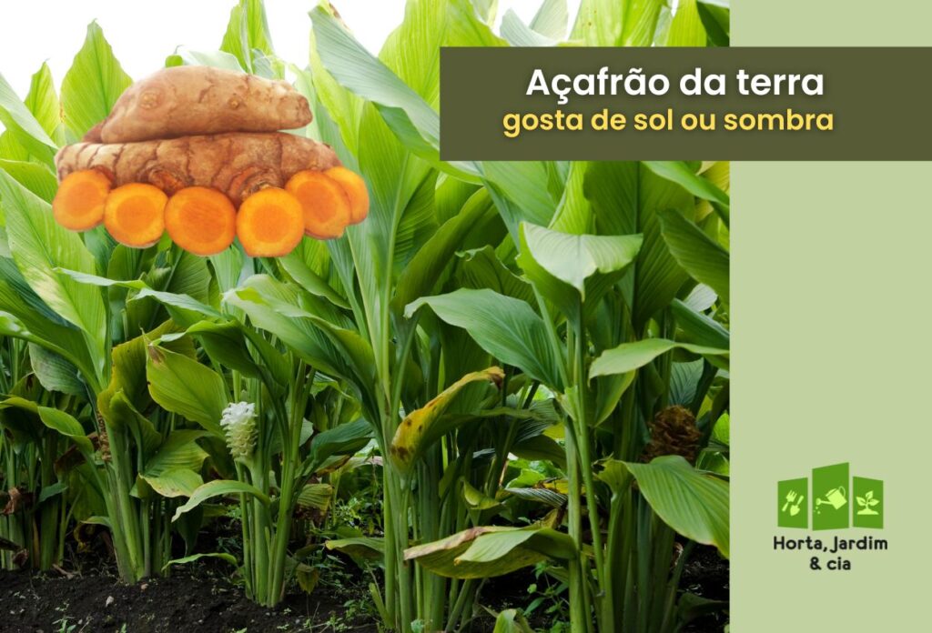 Açafrão gosta de sol ou sombra A escolha crucial para seu cultivo