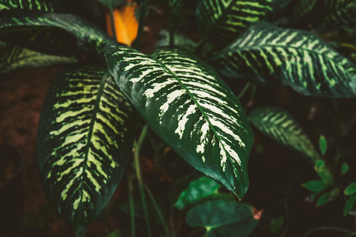 Conheça Dieffenbachia - Reprodução Canva Conheça Dieffenbachia - Reprodução Canva