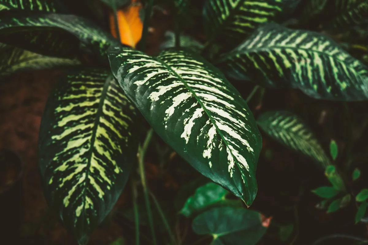 Conheça Dieffenbachia - Reprodução Canva Conheça Dieffenbachia - Reprodução Canva