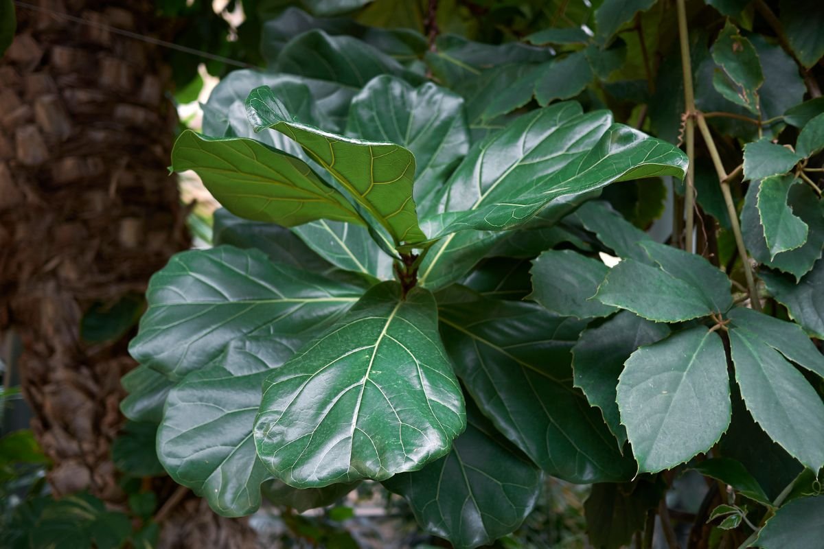 Conheça a Ficus Lyrata - Reprodução Canva