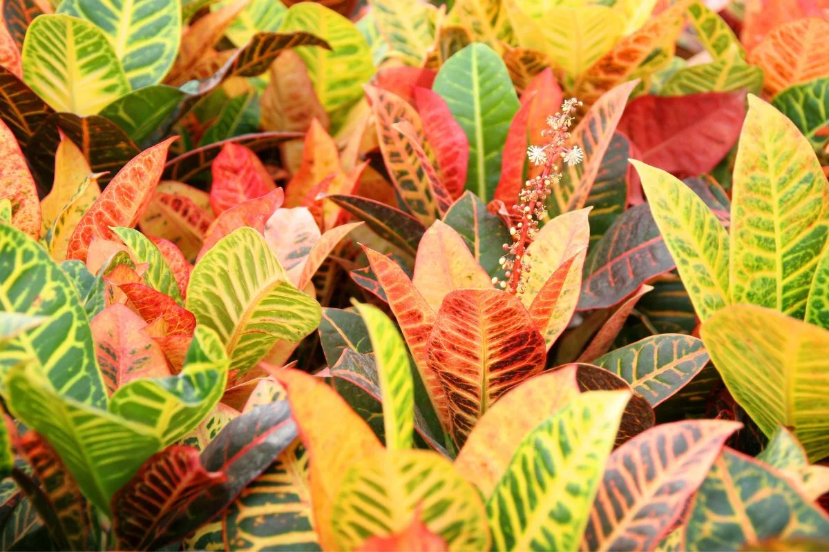Aprenda a cultivar o Cróton: planta duradoura, versátil e encantadora 1 Cróton - Reprodução Canva