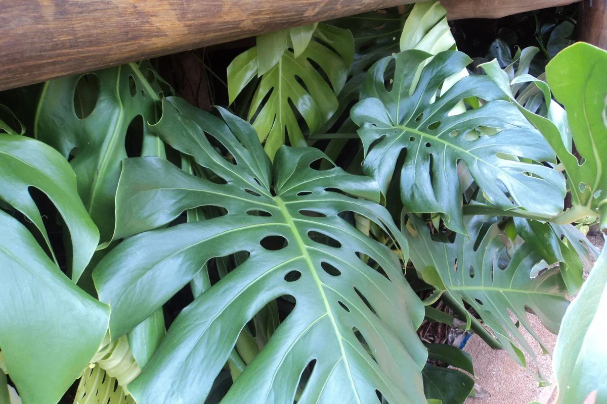 Guia completo sobre o cultivo de Costela de Adão - Reprodução Canva