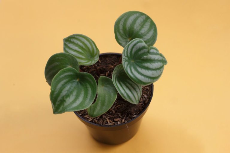 Peperômia: aprenda os segredos para sua plantinha ter muito sucesso 1 Guia completo sobre o cultivo de Peperômia - Reprodução Canva