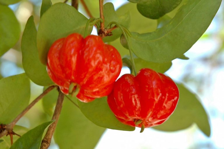Cultivo de Pitangueira: veja uma guia completo para resultados especiais 1 Guia completo sobre o cultivo de Pitangueira - Reprodução Canva