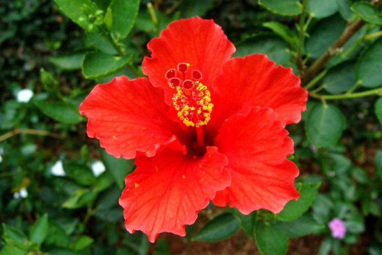 Hibisco: aprenda os truques para cultivar essa flor maravilhosa na sua casa 1 Hibisco - Reprodução Canva