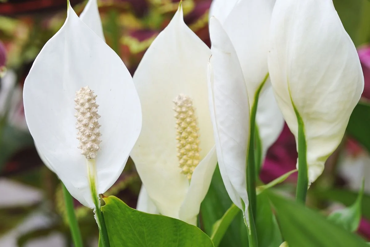 Lírio da paz - Reprodução Canva