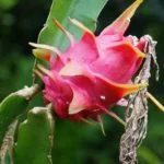 Pitaya - Reprodução Canva