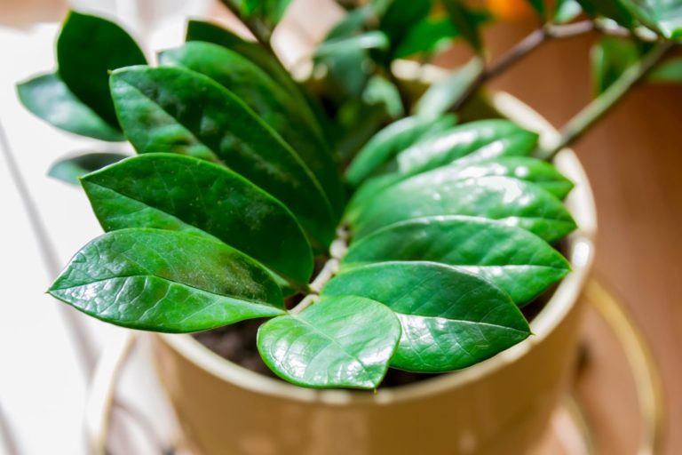 Zamioculca; saiba todos os segredos para cultivar a queridinha dos brasileiros 1 Zamioculca, a queridinha dos ambientes internos - Reprodução Canva