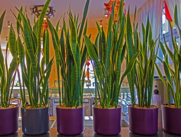 Espada-de-São-Jorge; veja tudo que é necessário saber para cultivá-la 1 Espada-de-São-Jorge