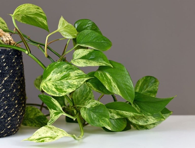 Planta Jiboia: veja agora o passo a passo completo para ficar exuberante 1 Planta Jiboia