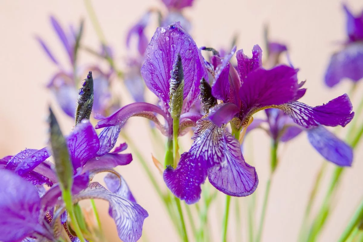 Flor-de-lis planta: saiba tudo sobre ela antes de plantar em seu jardim 1 Aprenda a como cultivar flor-de-lis planta