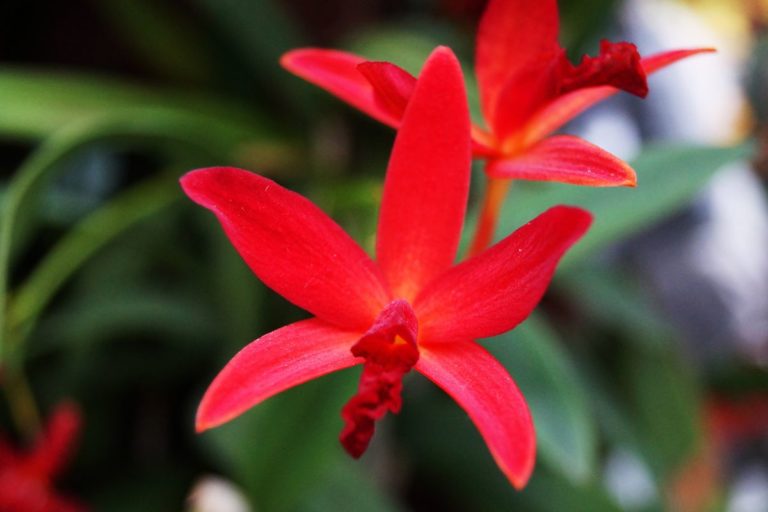 Flor-de-lis planta: saiba tudo sobre ela antes de plantar em seu jardim 1 Aprenda a como cultivar flor-de-lis planta