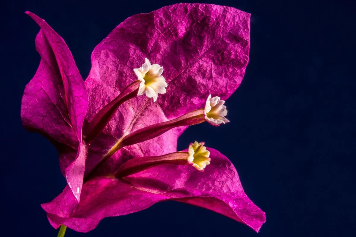 Aprenda a como fazer enxertia de bougainville