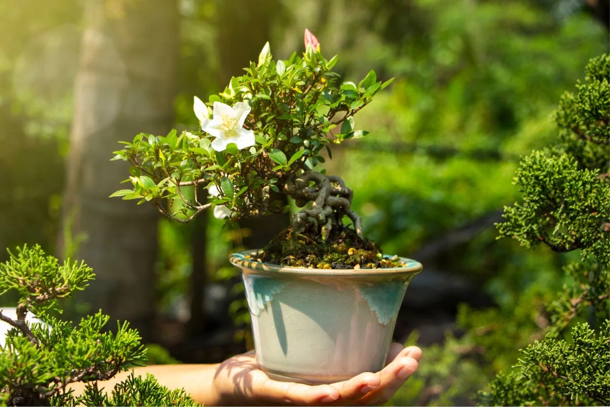 Aprenda a quando regar o bonsai 