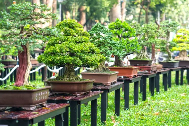 Aprenda a quando regar o bonsai