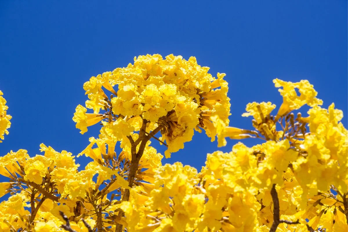 Ipê amarelo florido