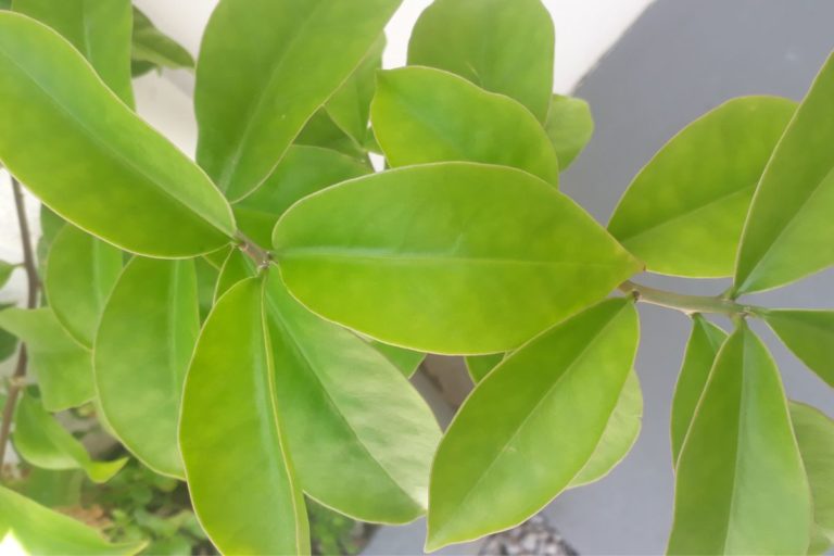 Conheça tudo sobre o plantio de ora-pro-nóbis e tenha a planta saudável 1 Aprenda tudo sobre o plantio de ora-pro-nóbis