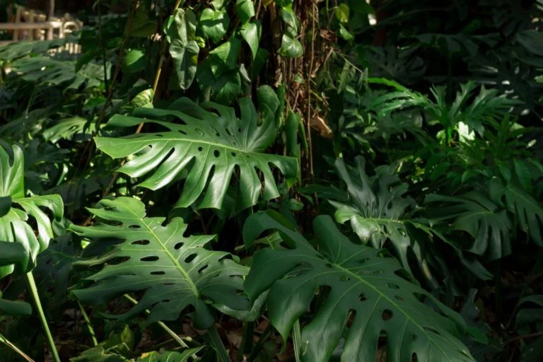Descubra a planta que parece com costela de adão