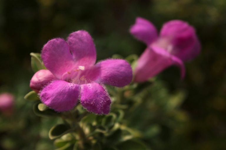 Descubra como cultivar chuva de prata e mantenha o jardim belíssimo 1 Descubra como cultivar chuva de prata
