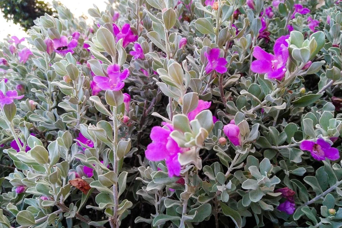 Descubra como cultivar chuva de prata