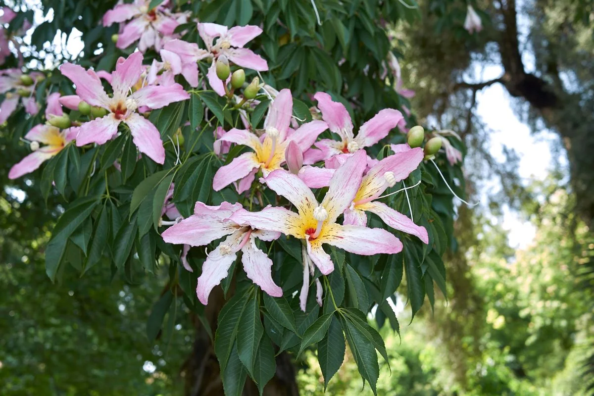 Descubra quando floresce a paineira 