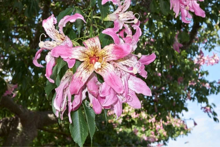 Descubra quando floresce a paineira