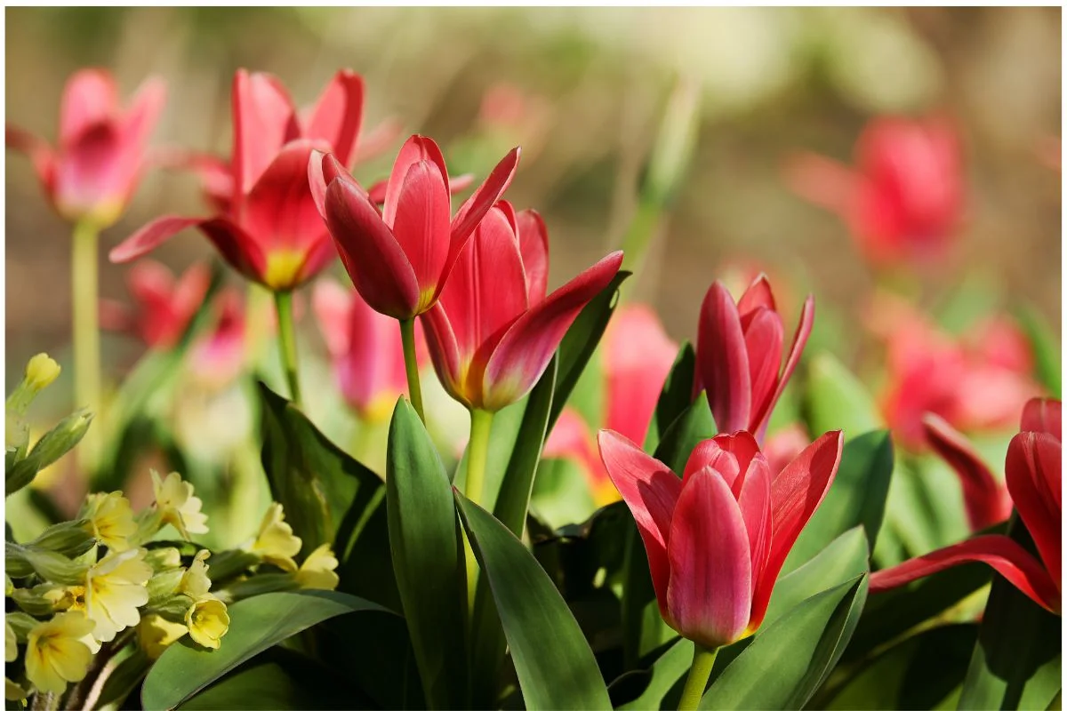 Quando regar tulipas: aprenda tudo sobre o cuidado com as flores 1 Descubra quando regar tulipas