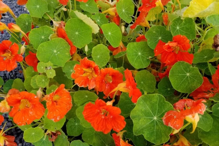 Descubra se a capuchinha gosta de sol ou sombra