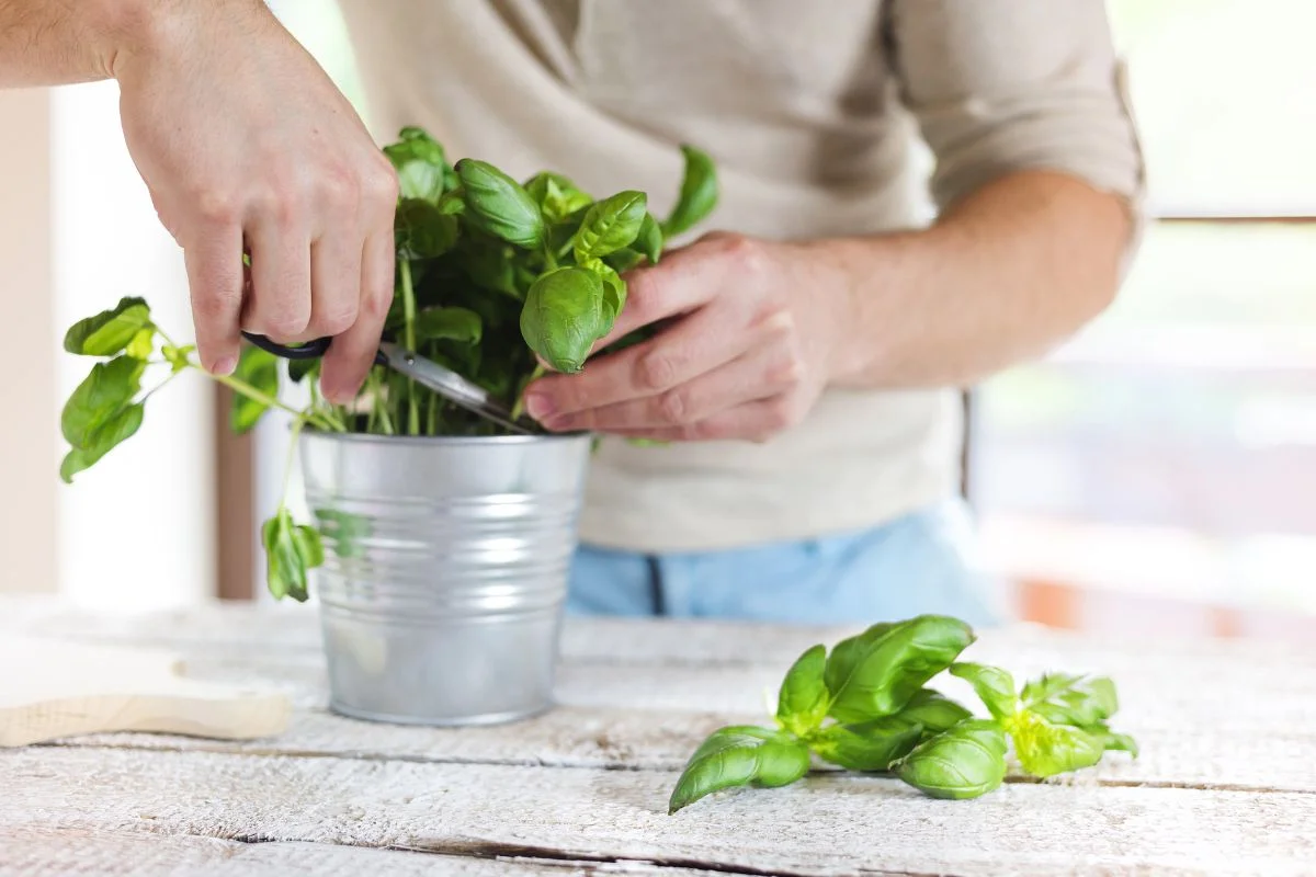 Alfavaca uma planta cheia de nutrientes