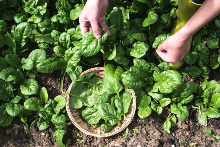 Como cultivar espinafre? Um alimento nutritivo para sua refeição 4 Espinafre um alimento nutritivo para sua refeição - Foto: Canva PróEspinafre um alimento nutritivo para sua refeição - Foto: Canva Pró