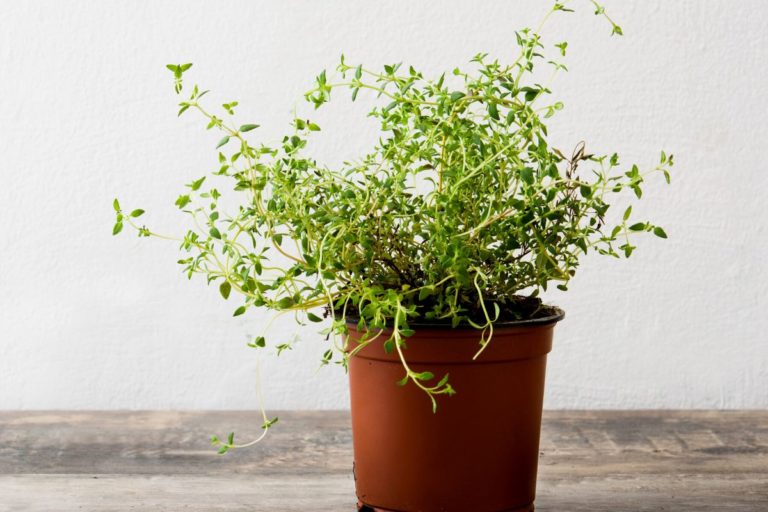 Segredos para cultivar Tomilho: aprenda os macetes para plantar esse belo tempero 1 Tomilho aprenda a cultivar esse belo tempero