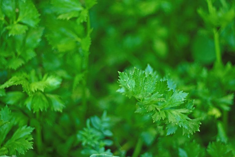 Como cultivar Salsinha? Veja tudo que você precisa saber 5 Salsinha