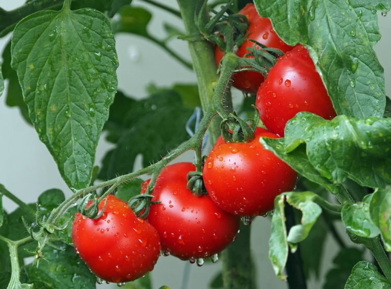 Quer cultivar Tomate? Veja o passo a passo ideal para ter sucesso! 1 Tomate
