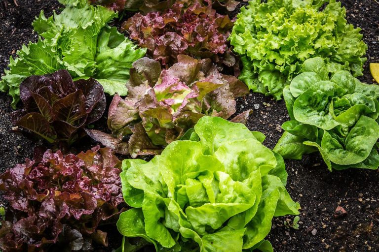 Deseja cultivar Alface? Veja o passo a passo para iniciar um cultivo de sucesso 1 Alface