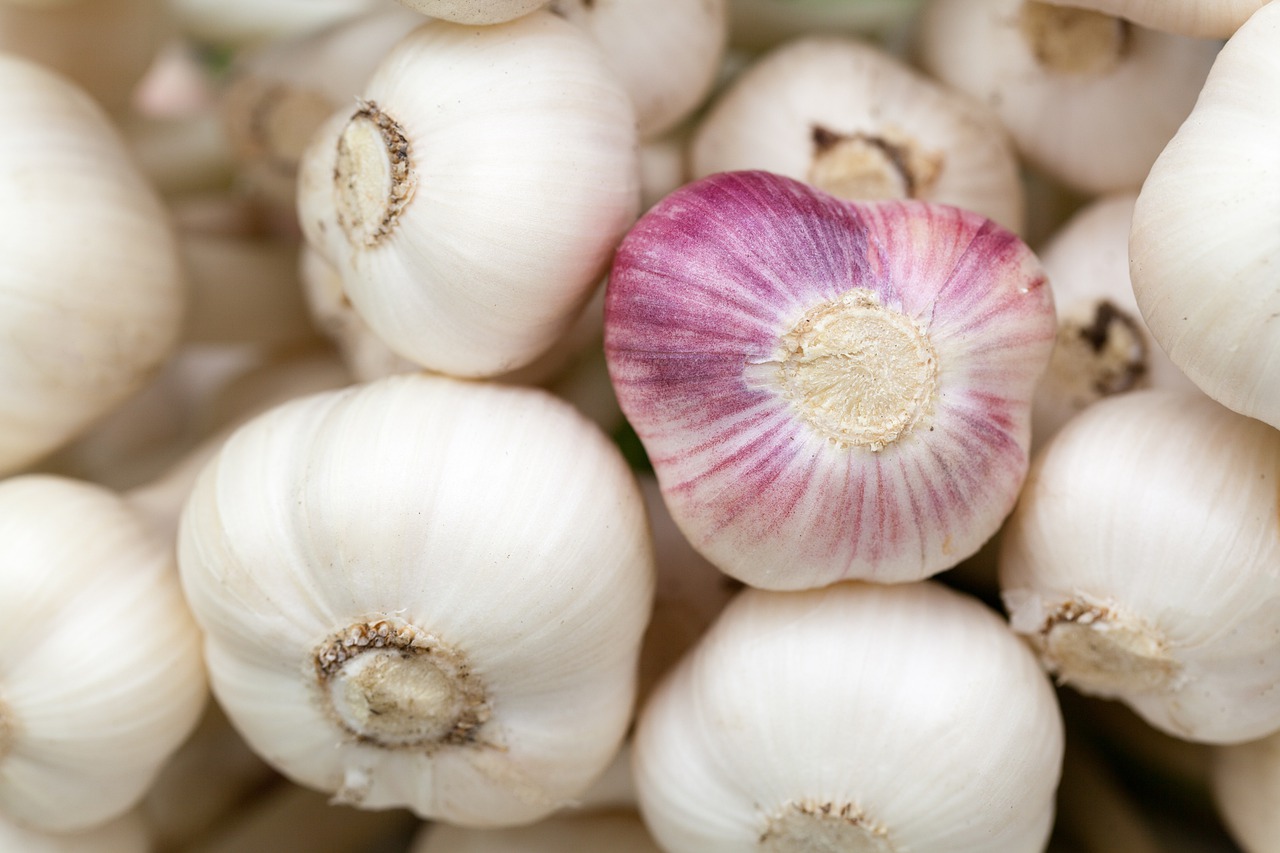 Aprenda como cultivar alho: veja o passo a passo para dar certo 1 Alho