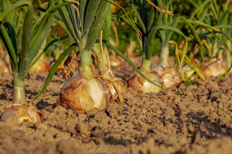 Cultivo de Cebola; veja o que precisa saber antes de começar 1 Cebola