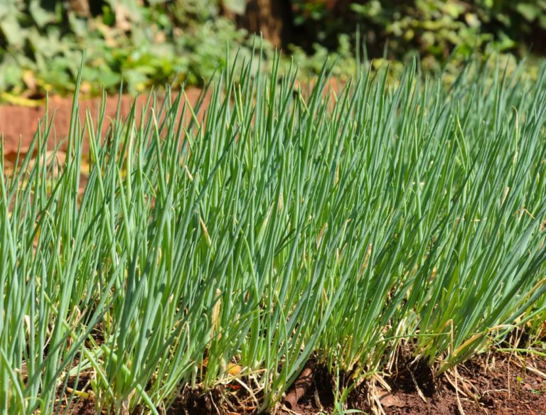 Os segredos para plantar cebolinha e encher o vaso do tempero mais saboroso 10 Como cultivar cebolinha