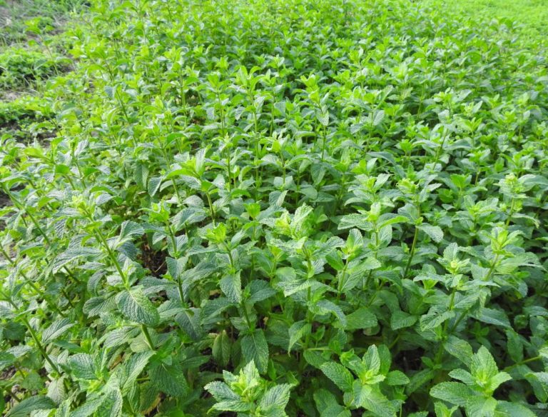 Saiba os truques para cultivar hortelã: veja como fazer para ter sucesso 1 cultivar hortelã
