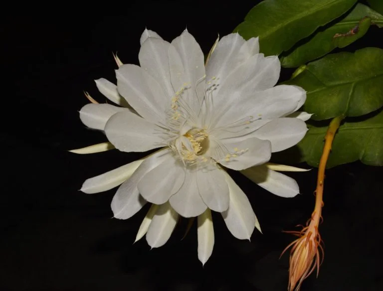 Flor Dama da Noite