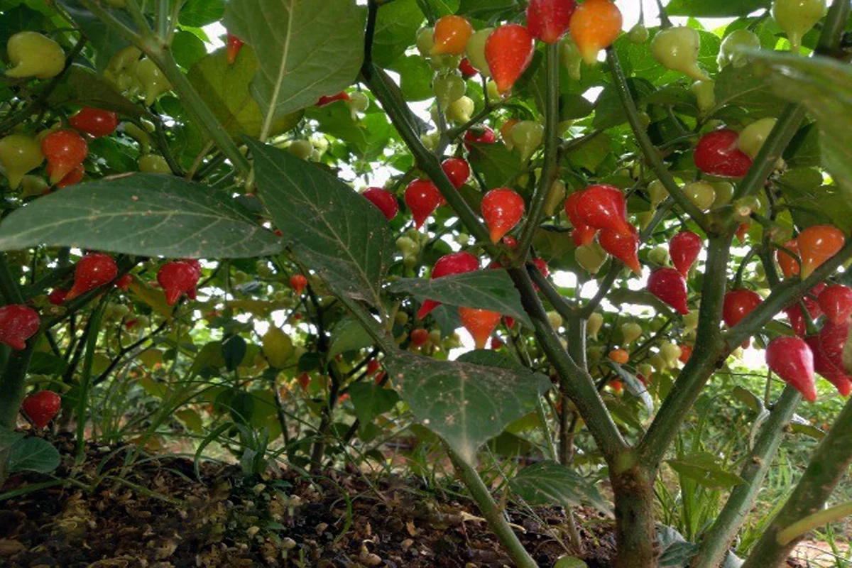 Pimenta-biquinho: aprenda a cultivar esse tempero incrível 1 Pimenta-biquinho aprenda a cultivar esse tempero