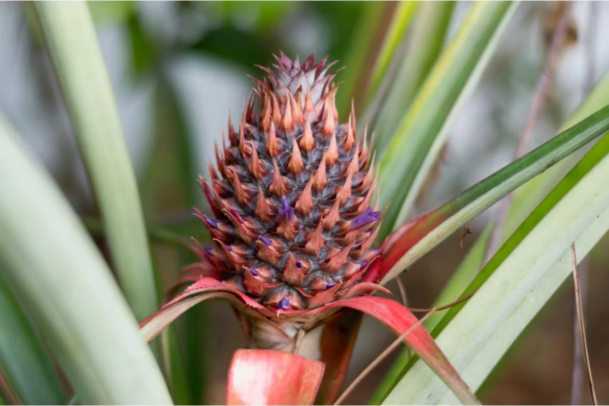 Conheça a planta que parece abacaxi perfeita para decorar seu jardim 1 Planta que parece abacaxi