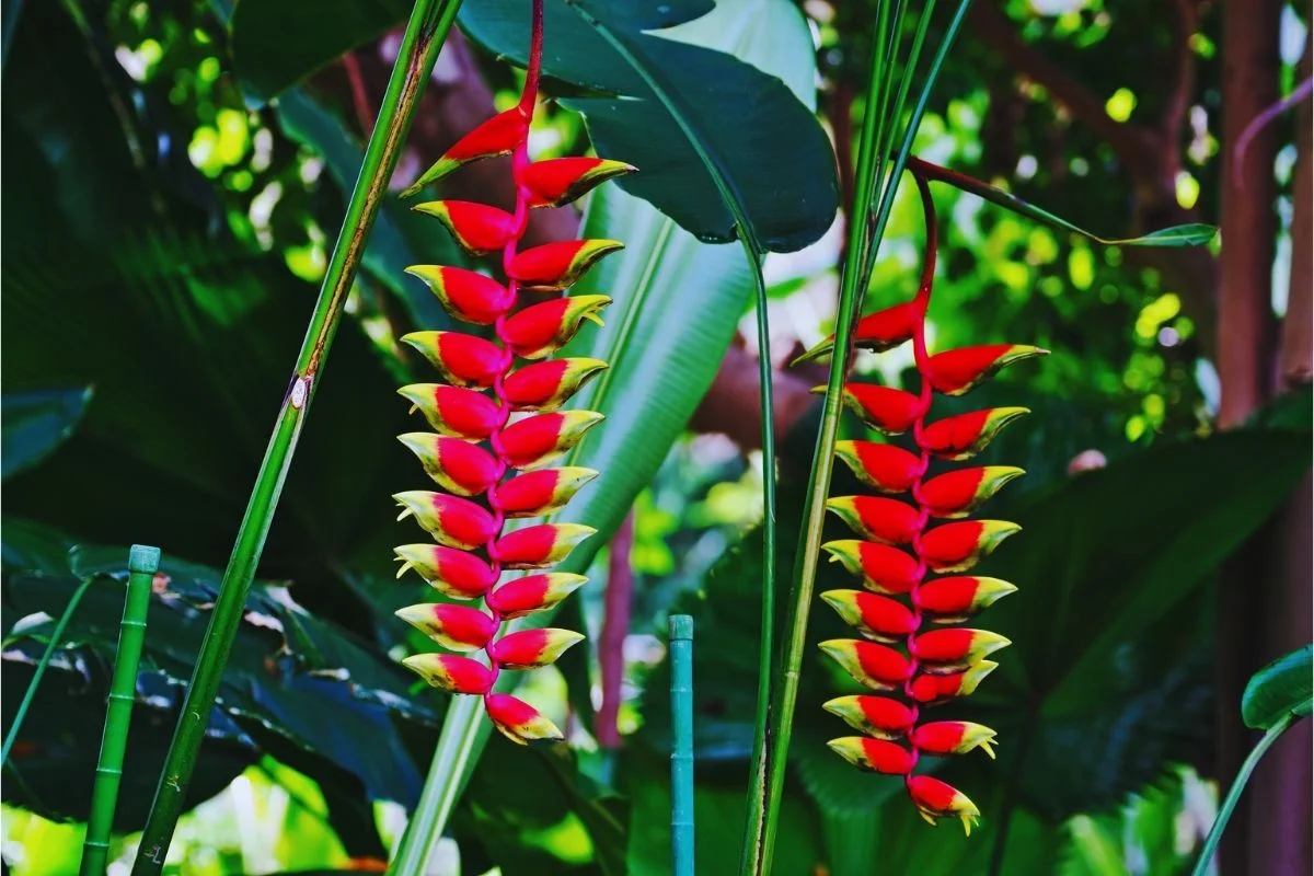 Planta que parece bananeira