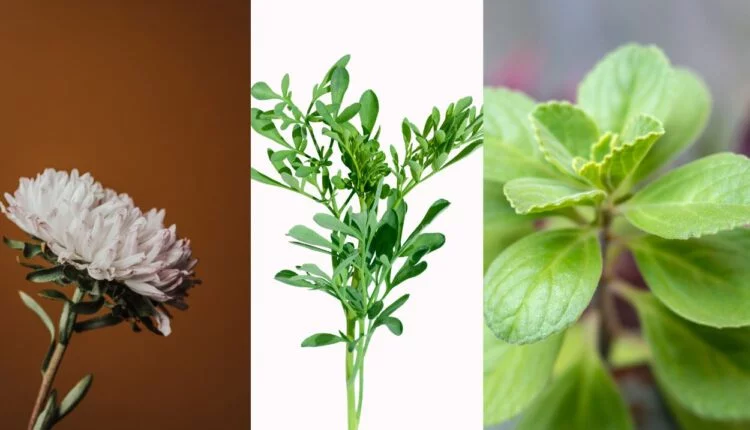 Plantas Repelentes: 6 opções poderosas para ter no seu quintal 2 Plantas que afastam insetos.