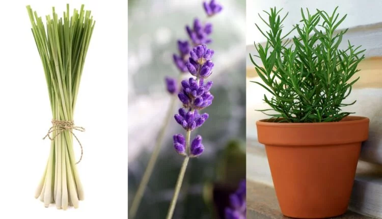 Plantas Repelentes: 6 opções poderosas para ter no seu quintal 1 Plantas Repelentes.