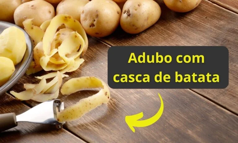 Adubo com casca de batata.