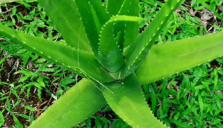 Como cultivar babosa.