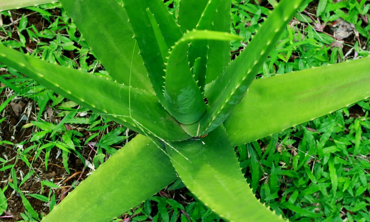 Como Cultivar Babosa: Aprenda Os Segredos Para Ter Uma Bela Planta Em ...