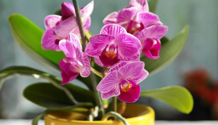 Como fazer a orquídea dar flor.