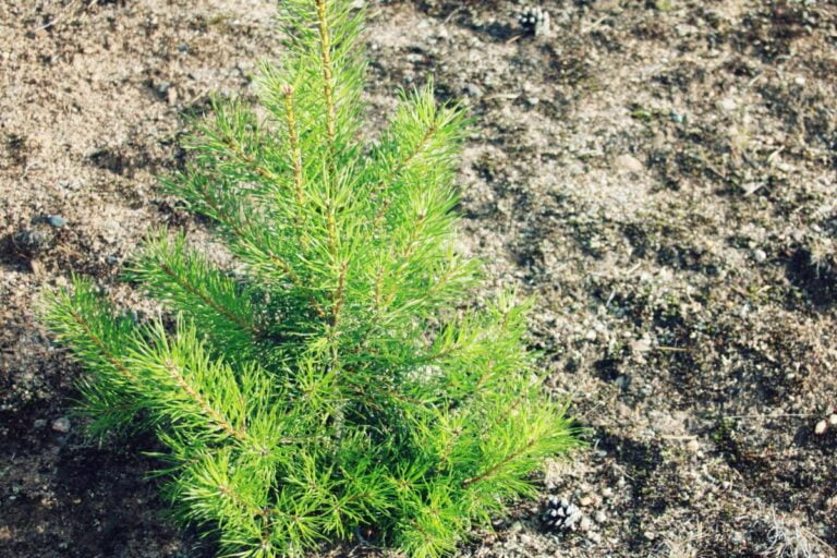 Planta que parece árvore de natal: conheça as opções de pinheiros 1 Planta que parece árvore de natal — Foto: Canva PRO